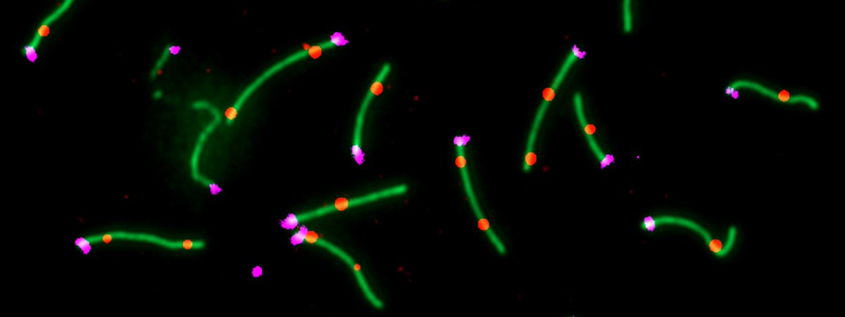 imgprague's tweet photo. Research team of Zdeněk Trachtulec (@BiocevS) and scientists from USA revealed the reason, why Czech male mice are fertile, even if they don't have important gene Prdm9. More info: https://t.co/YFqzf1MGy0 Publication: https://t.co/pLhJTiwXLd
#biocev #prdm9 #imgcas #akademieved https://t.co/zgW3xwrsEo