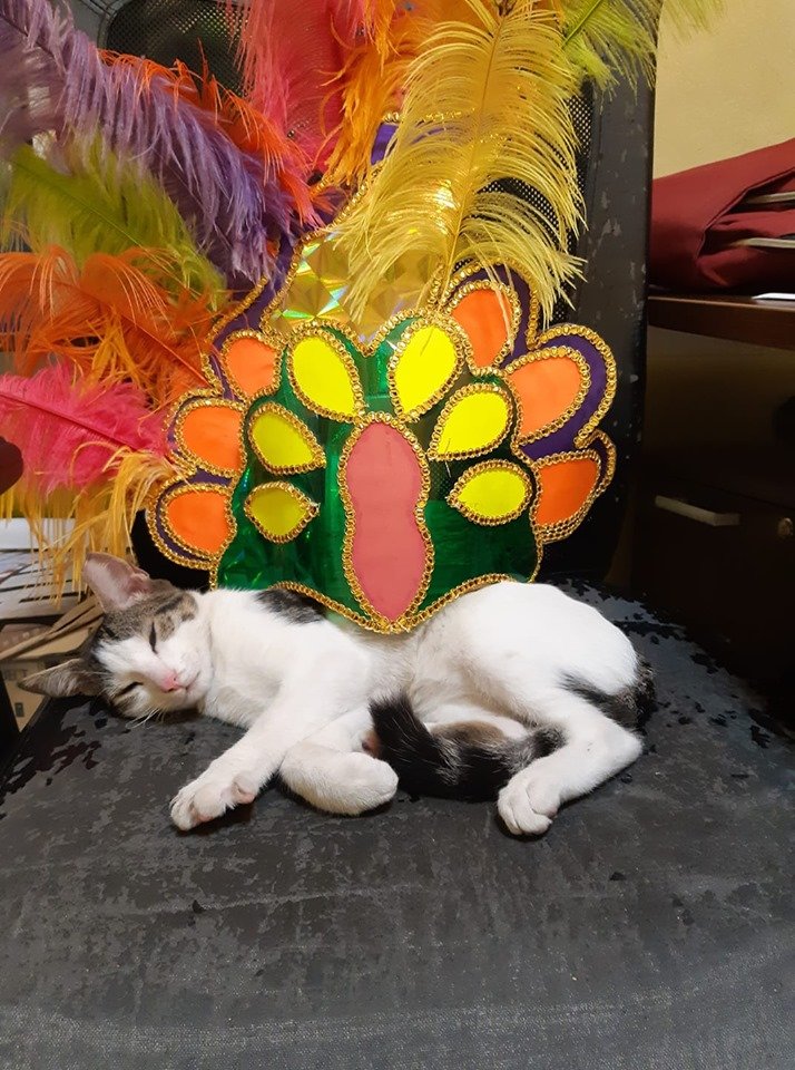 Have a happy and safe carnival 2019 from the staff of the Antigua Barbuda Department of Environment and Chunky, who's resting up for Carnival!