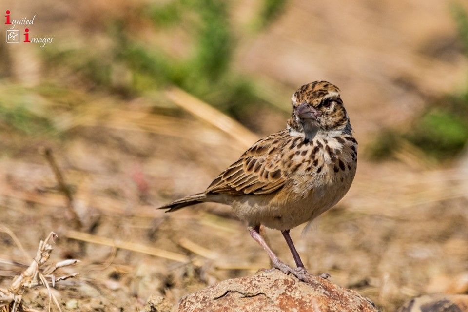 wildbirdrev's tweet photo. The Indian Bush Lark is most commonly found in arid areas. Places where it can be found are Pakistan and north-western, central and south-central India. Photographed at Nagpur, India (Indranil Bhattacharjee)
#India #birding #LBJs #birdphotography #TwitterNatureCommunity https://t.co/4pcTk0SBL8