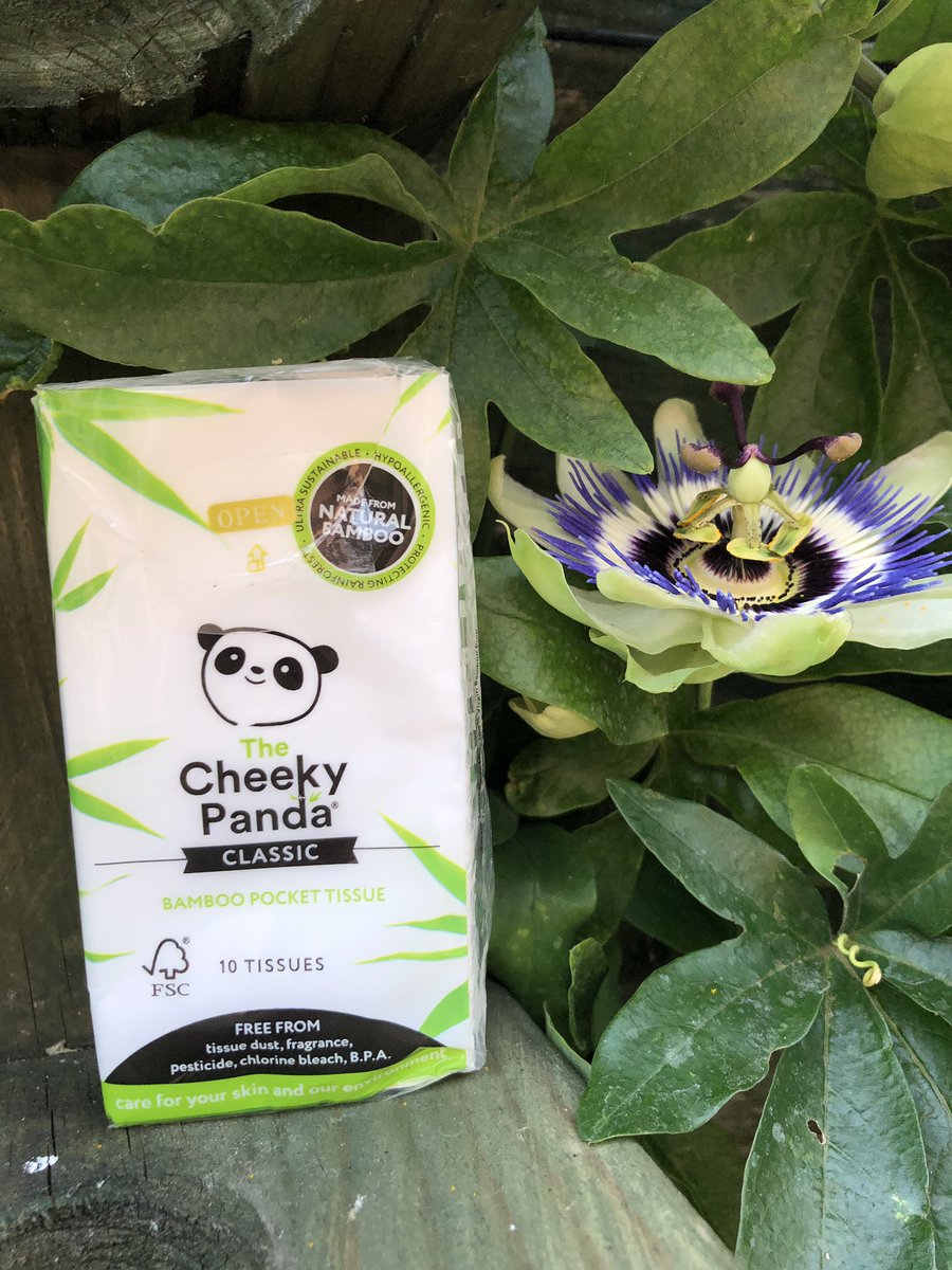 BoutiquePhoto1's tweet photo. These tissues are so soft and I love the packaging with the cheeky Panama @TheCheekyPandas #Triyit #TheCheekyPandas https://t.co/DfdWkrelum