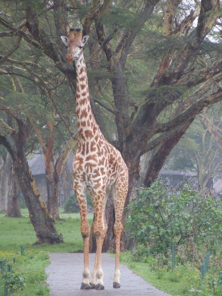 RevKarenC's tweet photo. Insights from Giraffe… https://t.co/gFu928gHfo https://t.co/dlGzNWV3uN