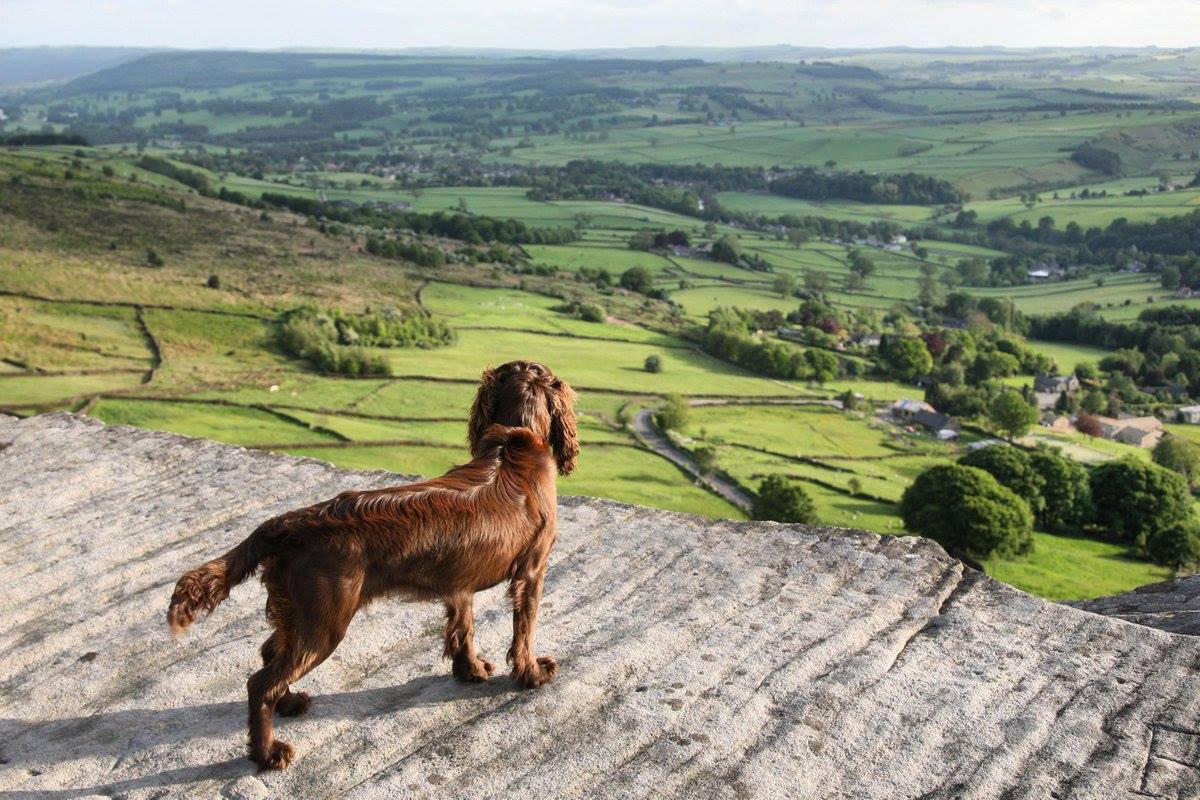 A horizon-kissing paradise for dogs and owners alike, visit the beautiful landscapes of the Peak District this year and discover some of the best walkies the UK has to offer 👇

ow.ly/oAqr30piGfi