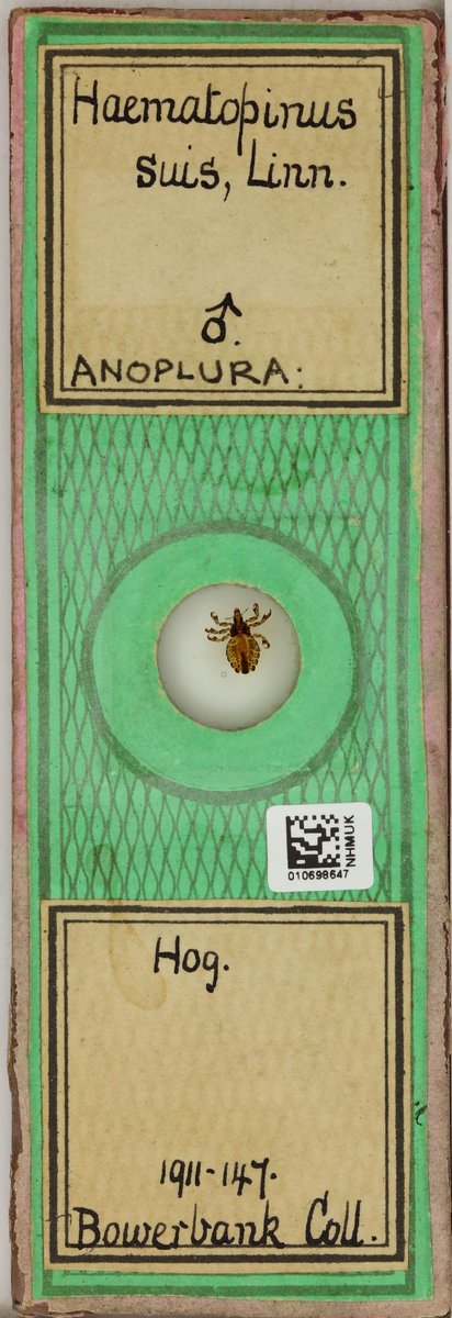 NHM_Digitise's tweet photo. @NHM_London @NHM_Library Wherever there are #feralhogs you probably have lice too. The pig louse (Haematopinus suis) is a large, yellowish-brown louse (5 mm) and often congregate behind the ears #microscopeslide #parasites https://t.co/3cz14GYgVr
