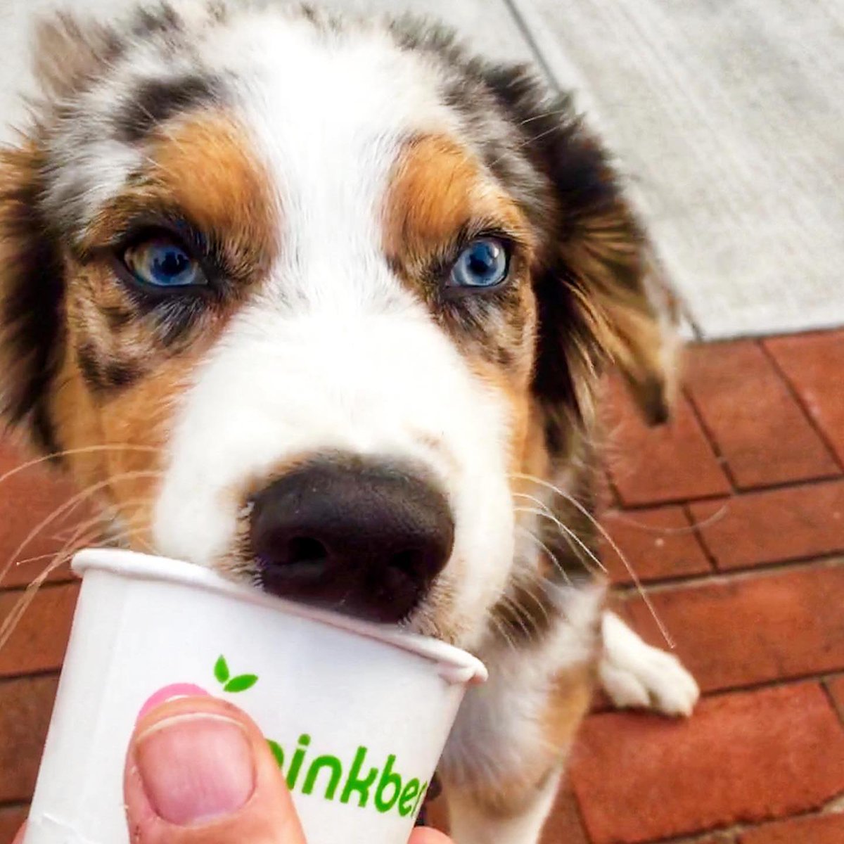PinkberryWorld's tweet photo. How can you say no to those eyes?? 😍

#PinkberryWorld #Pinkberry #swirlygoodness https://t.co/ywMoIKIedX