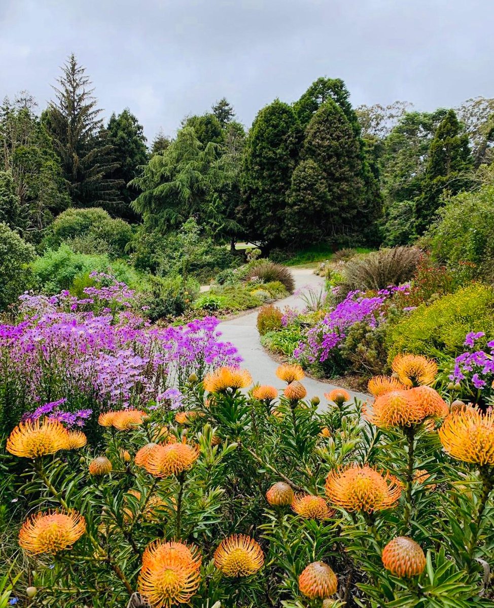 HotelZoeFW's tweet photo. SF Botanical Gardens is free today along with many other museums! Be sure to see if any of these museums are on your list 😊 RP: @sfbotanicalgarden (IG) https://t.co/eEQXBOzriD