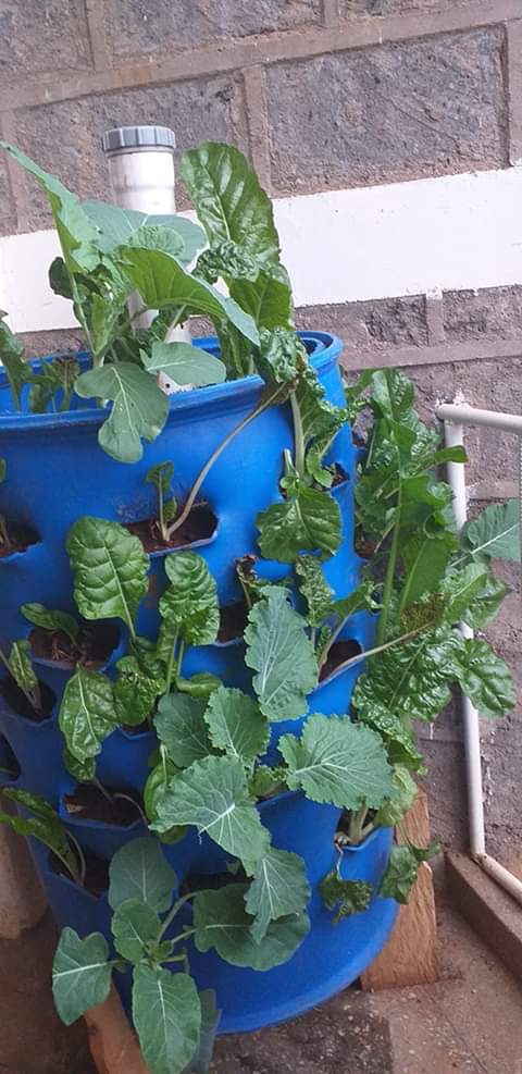 koigi_lizbeth's tweet photo. Embracing organic farming is the way to go for healthy living.#zerohunger, #AgribusinessTalk254 ,#letsgetfarming, #HealthyEating.@BiogasFlexi @rodgers_kirwa ,@mkulima254 @smartfarmermag . https://t.co/ELTVzVRPw7