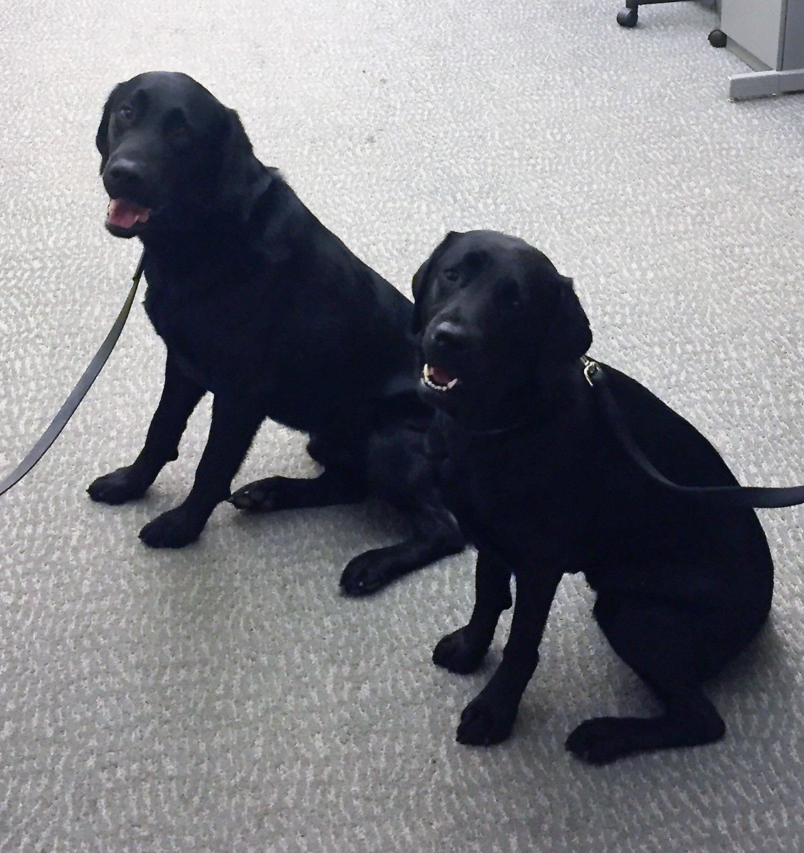 ProvidenceRIPD's tweet image. PFD&apos;s K9 Wizard and PPD&apos;s K9 Thor meeting for the first time! #AccelerantDetectionK9 #ExplosiveDetectionK9