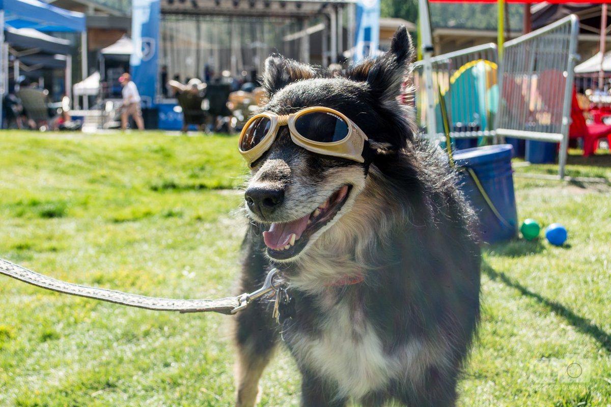 palisadestahoe's tweet photo. The Brews, Jazz &amp; Funk Festival returns to this Sat &amp; Sun for craft beers, awesome live music &amp; dog-friendly spots for your furry friends to cool off and enjoy! Proceeds benefit the @HumaneSocietyTT. Details: https://t.co/cMRzBpQwHs  Photos: @DorothyStClaire #squawsummer https://t.co/mm5AHFbKAN