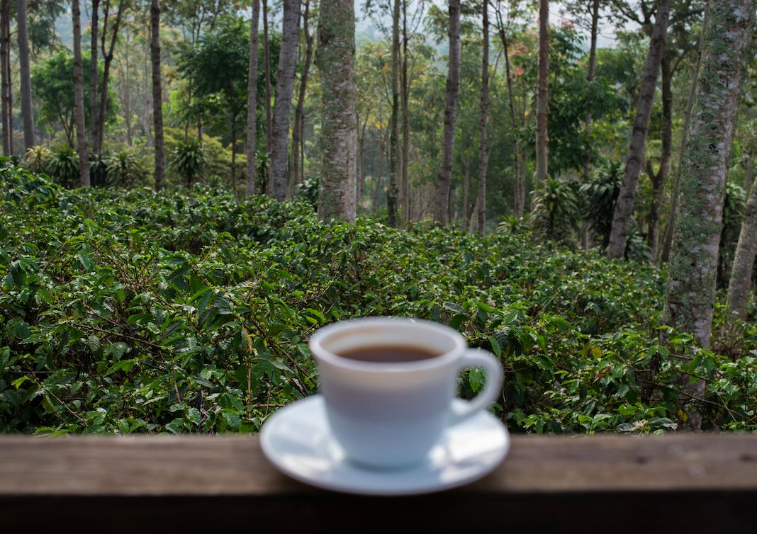PerfectDailyG's tweet image. If you could travel to one coffee producing country right now, which one would it be?