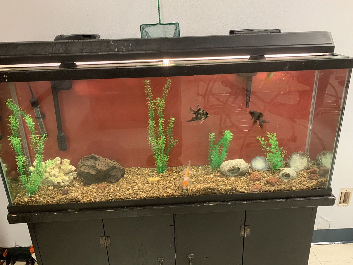 Spalding_Bio's tweet photo. The fish have returned from Summer Camp (tank on a desk at my home) and are enjoying being back in their regular tank with much more space.
Getting ready for the return of our students.
@RHSRaiders @dentonisd
#DentonISDDelivers #RyanZone #HomeOfChampions #WeDidAScience https://t.co/mI1ZPpaLxd