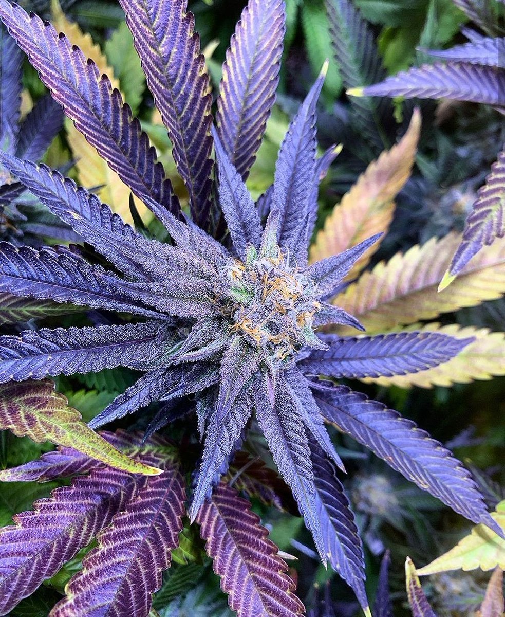 CrecerGreenLabs's tweet image. Orangeade🍊🍊🍊 blowing the roof off on #terpy #Tuesday !!!🔥👑💜

#crecergreenlabs #floridacannabis #premiumcannabis #weedporn #muvflorida #altmedflorida #muv #cannabis #medicalmarijuana #thc #cbd #terpenes #love #beautiful #marijuana #florida #dank #crip #herb #gonja #dope #lit