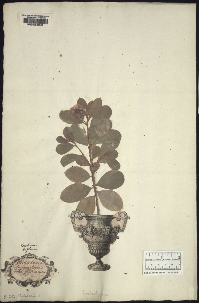 NHM_Botany's tweet photo. This 'specimen' in the Clifford #herbarium was cited by #Linneaus in his description of Crotalaria villosa L. It is actually a twig of Podalyria to which a flower of Crotalaria has been neatly attached... A #curationcrime? https://t.co/wsg4bntkfH https://t.co/P9yJDzDc62 https://t.co/dkH4Q07qUD