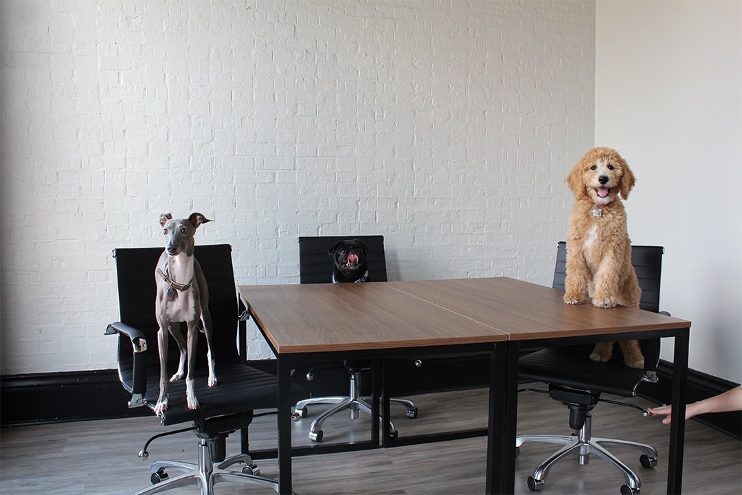 mentcowork's tweet photo. August 26 is Bring Your Dog to Work Day! If you have been wanting to check us out, this is the perfect time! Come spend the day with us and some cute puppers, and a portion of the proceeds go to The Fix Foundation-a non-profit spay and neuter clinic! 🐶 https://t.co/8bdgRHVOSl