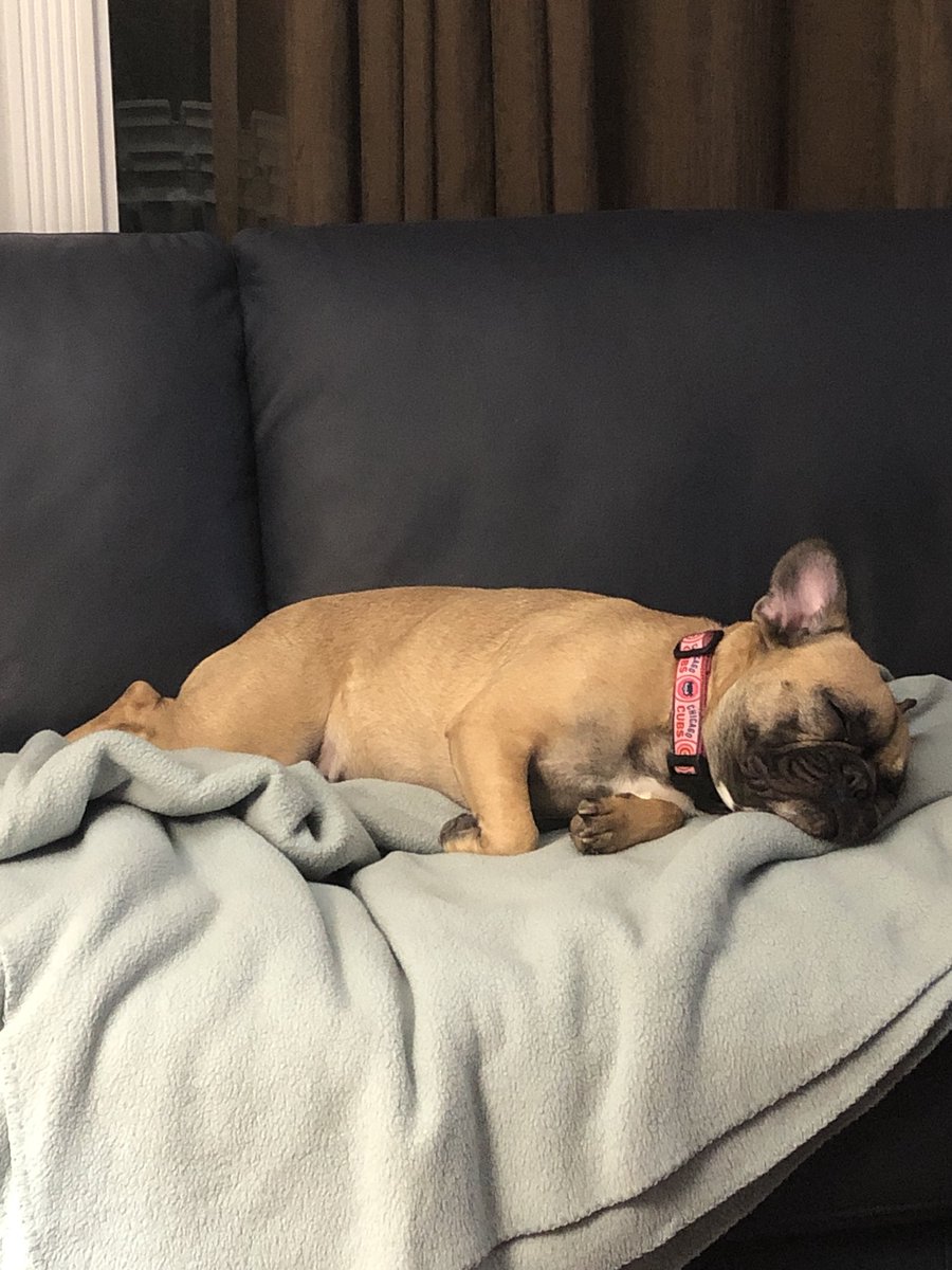 Section312Show's tweet photo. @thekapman #Propets #ProPetsNBC Bella https://t.co/rEa3KegShh