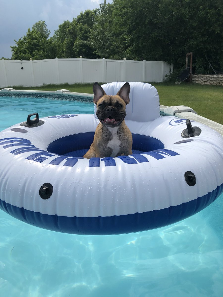 Section312Show's tweet photo. @thekapman #Propets #ProPetsNBC Bella https://t.co/rEa3KegShh