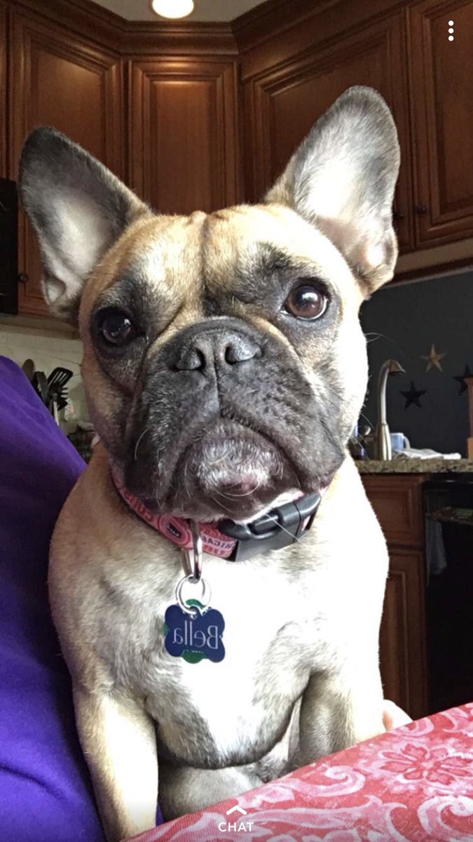 Section312Show's tweet photo. @thekapman #Propets #ProPetsNBC Bella https://t.co/rEa3KegShh