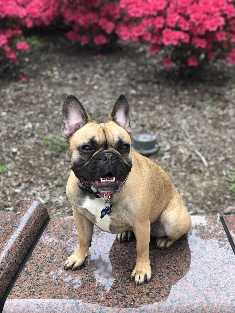 Section312Show's tweet photo. @thekapman #Propets #ProPetsNBC Bella https://t.co/rEa3KegShh
