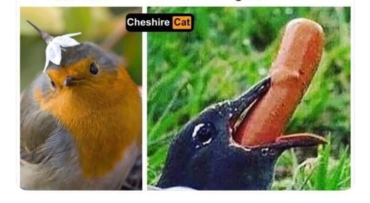 BLCKDMND112's tweet photo. Lili quand elle presente son copain a ces parents dans le salon VS après quand elle est avec lui dans la chambre 🥒 https://t.co/lCYH5x5uAO
