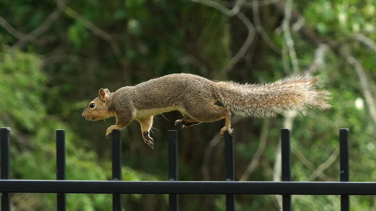 TheOnion's tweet photo. Study Finds Average Squirrel Lives Through Human Equivalent Of 7 Action Films Every Day https://t.co/XkkDIbnO76 https://t.co/w3TUHvN0oc
