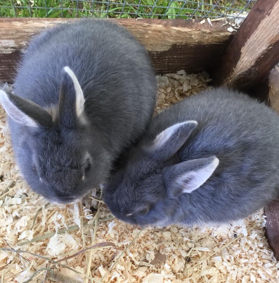 COME AND MEET OUR PETS WITH SAM
Many of you may know Sam who has been at the maze every year since he was a little boy. Tomorrow he is going to give a talk about our pets and our visitors will have the chance to meet them first hand. Sessions will take place at 12 noon and 2pm.