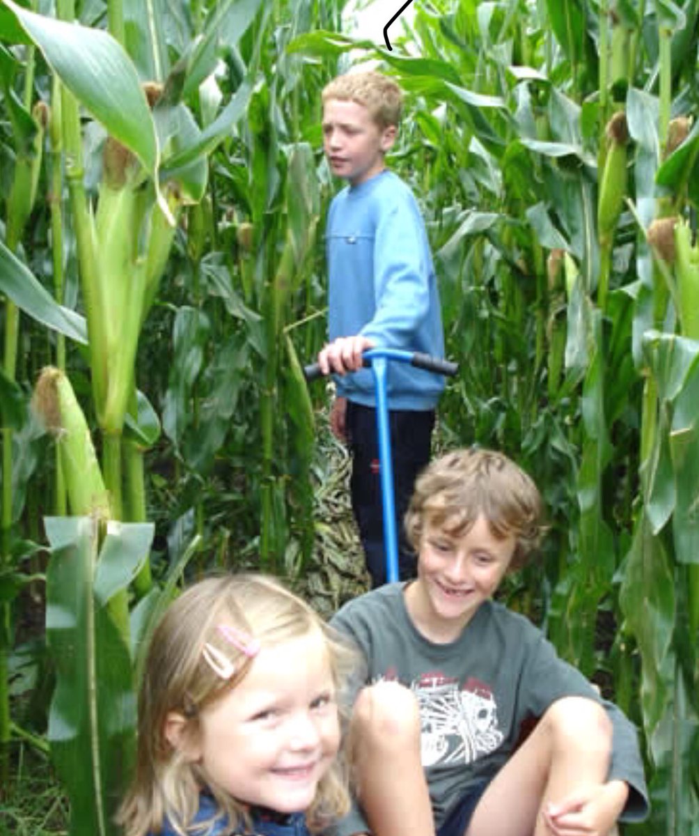 Easingwold Maize tweet media