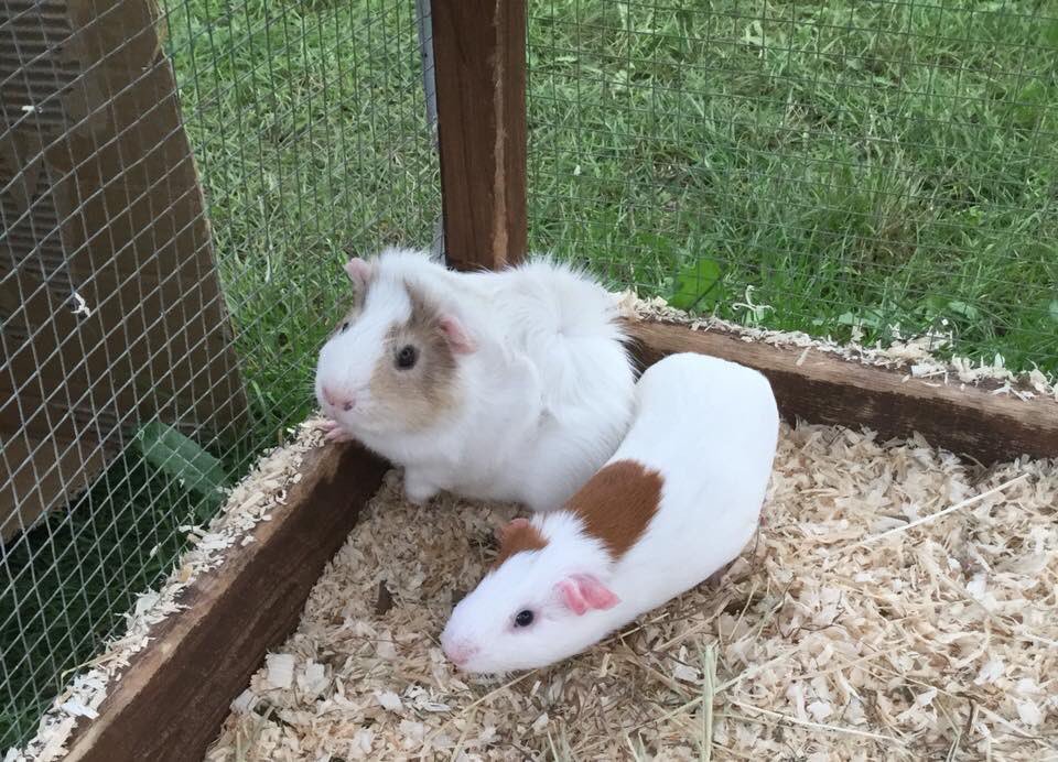 Easingwold Maize tweet media