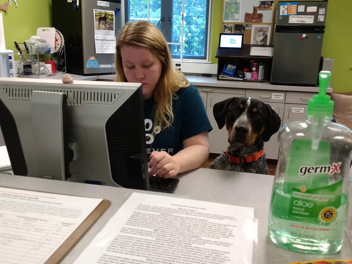 paws4ever_nc's tweet photo. Eeyore is a great front desk helper! https://t.co/le3KeFpa2c