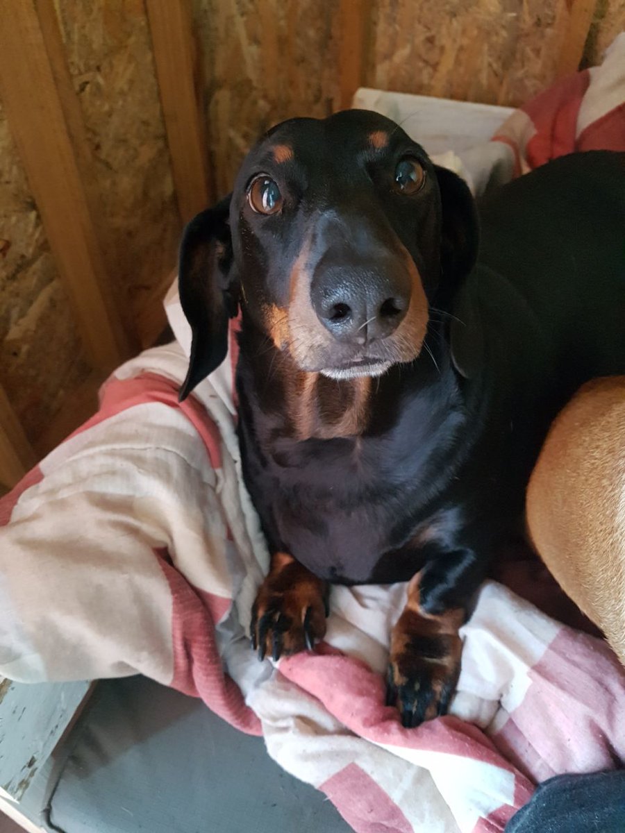 Please adopt me ❤ Peppie (Western Cape)

Age: 9 years (DOB 00.00.2010)
Sex: Male
Breed:  Dachshund
Character:  Kind, dependent, sweet
Dog Friendly: Yes
Notes: Must have canine company
Adoption Fee: R950.00
Email us at cdradoptions@gmail.com
#adoptdontshop #dachshund #rescue