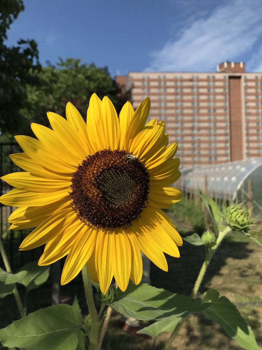 Went on a great tour of @ohiocityfarm this morning! Six-acre farm providing jobs to refugees! Thanks @plantdisease for organizing the field trip #planthealth2019 #urbanfarms