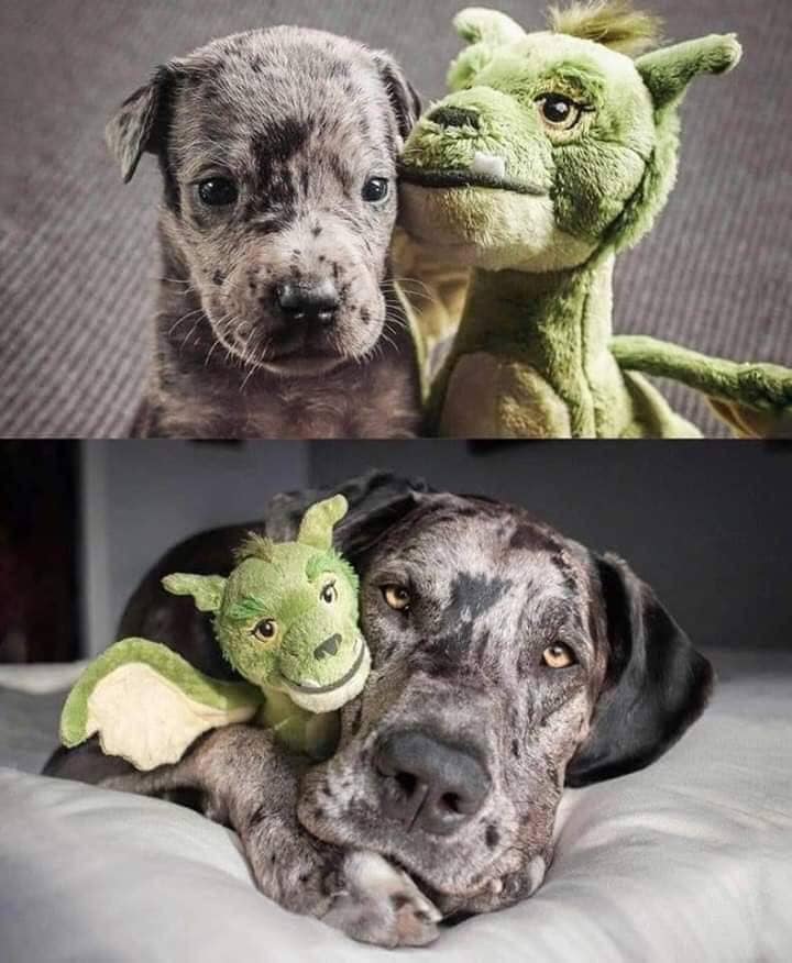 BullyStickTweet's tweet photo. 5 Years Later #bullysticksdirect https://t.co/BL3nXSnV0y