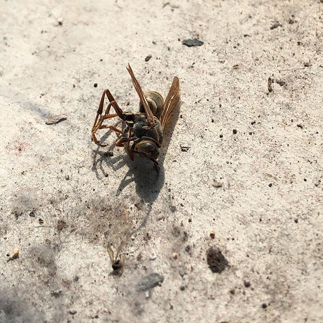 deadisdeadmke's tweet photo. Bee is dead. https://t.co/FUUHuGCCUM https://t.co/kSXIJ4cF6i