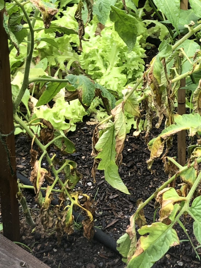 valfleck's tweet photo. @CBCHamilton  help not sure what has affected my Better Boy tomatoes https://t.co/DCrNm2Tjcc