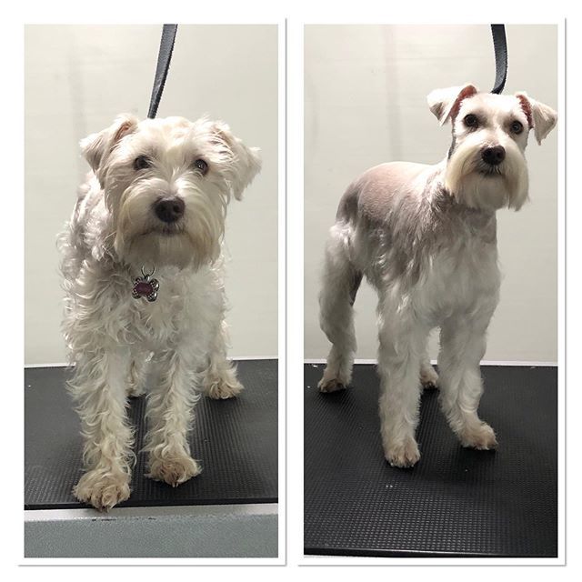 terasgrooming's tweet photo. #terasgrooming #schnauzer #beforeandafter #whitesnauzer #schnauzersofinstagram https://t.co/iurn0qQ5St https://t.co/pB2QAgU2UJ