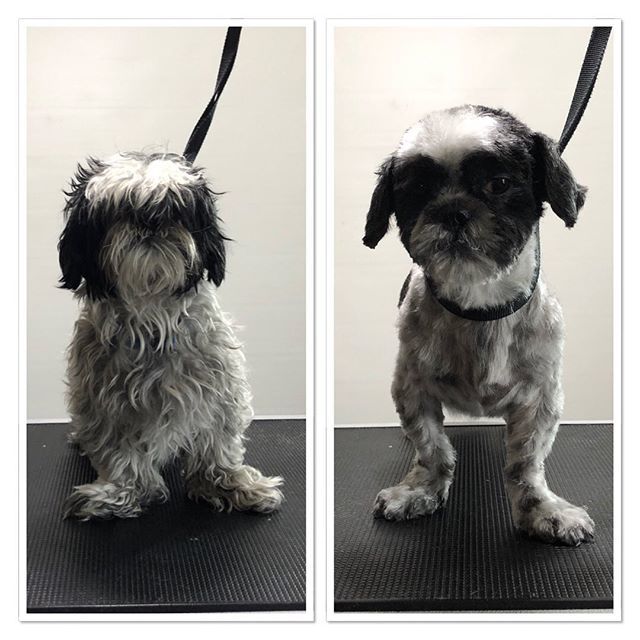 terasgrooming's tweet photo. #terasgrooming #shitzu #beforandafter #feelsbetter #shitzulover https://t.co/MORHiAtLdp https://t.co/6JPqu8Zd57