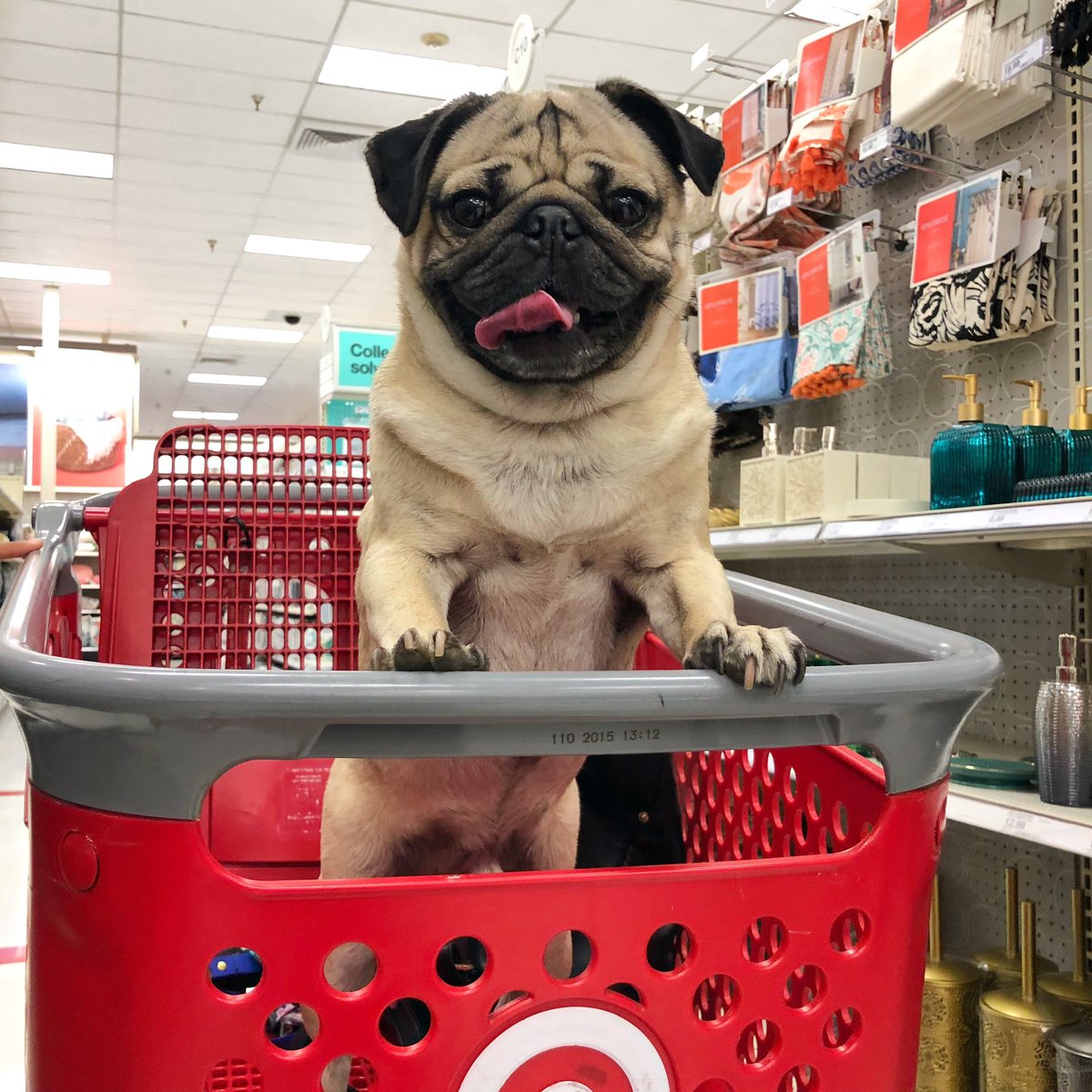 itsdougthepug's tweet photo. Happy place https://t.co/6AzYjLrMgk