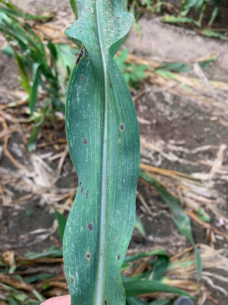 Martin Chilvers tweet media