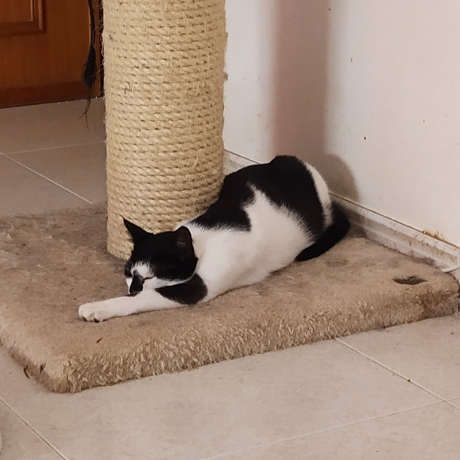 SantitheCat1's tweet photo. Stretch napping or napping stretched?
#vulpina #adoptdontshop #catlife #catlover #catphoto #CatsOfTwitter #catsofportugal #nap #napping #stretching #vidadegato #fotosdegatos #gatosdotwitter #gatosdeportugal #adopçãoresponsável #sesta #alongamentos https://t.co/z5xBNtTpPi