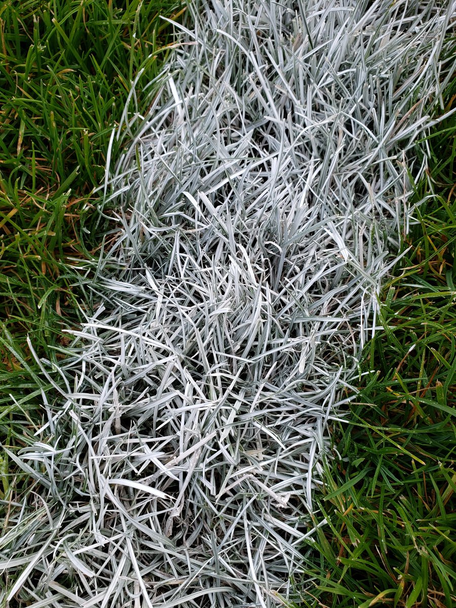 Jim Connolly tweet media