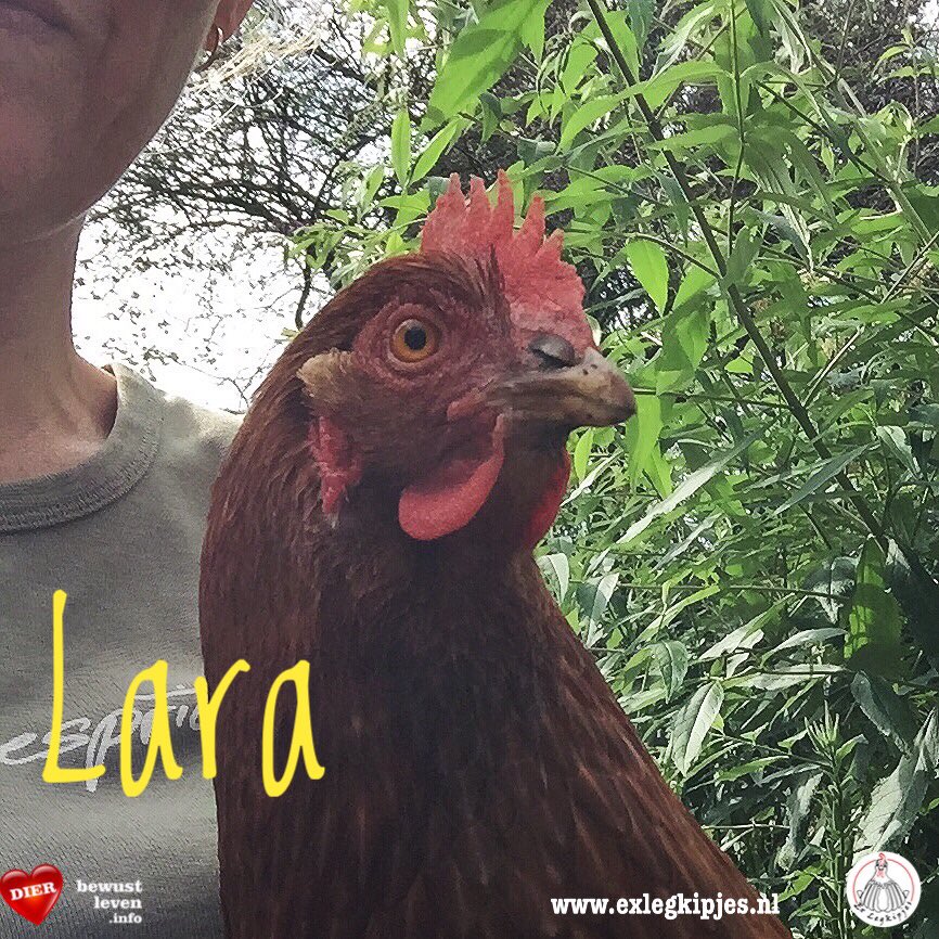 ExLegkipjes's tweet photo. Vandaag kregen Florence &amp;Lara beiden n nw implantaat. Beide kipjes hebben herhaaldelijk implantaten nodig om gezond te blijven, vanwege ziektes veroorzaakt door het vele eieren leggen in de eier-industrie. 
Spaar je mee voor Lara’s volgende implantaat? https://t.co/tkIPz1NomI https://t.co/sRKWpw0O4t