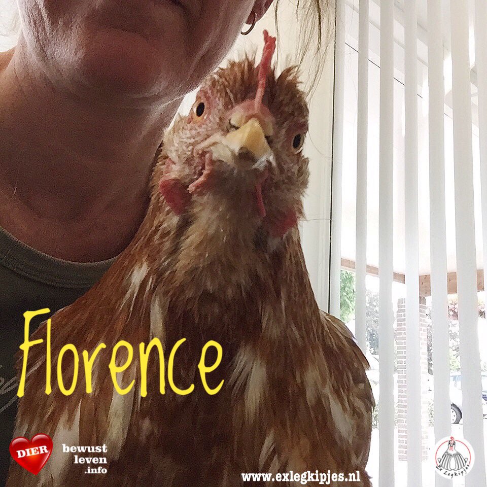 ExLegkipjes's tweet photo. Vandaag kregen Florence &amp;Lara beiden n nw implantaat. Beide kipjes hebben herhaaldelijk implantaten nodig om gezond te blijven, vanwege ziektes veroorzaakt door het vele eieren leggen in de eier-industrie. 
Spaar je mee voor Lara’s volgende implantaat? https://t.co/tkIPz1NomI https://t.co/sRKWpw0O4t