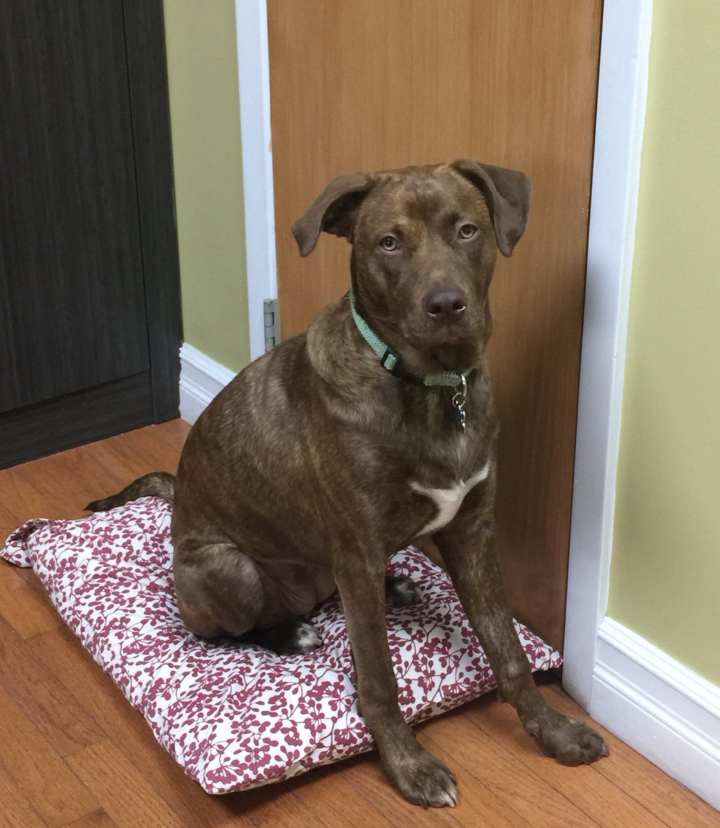 raganbeth's tweet photo. Dallas doesn’t need a filter! #ConstructionPup https://t.co/L00Y5DZ4p5