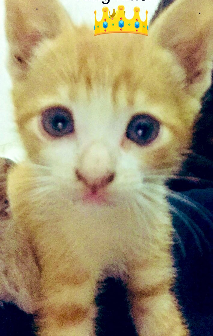 TiropMartha's tweet photo. @DenisDailyYT @Denis_DailyYT Denis you will love this picture put it on the cat of the day https://t.co/q1VsrsSnNj