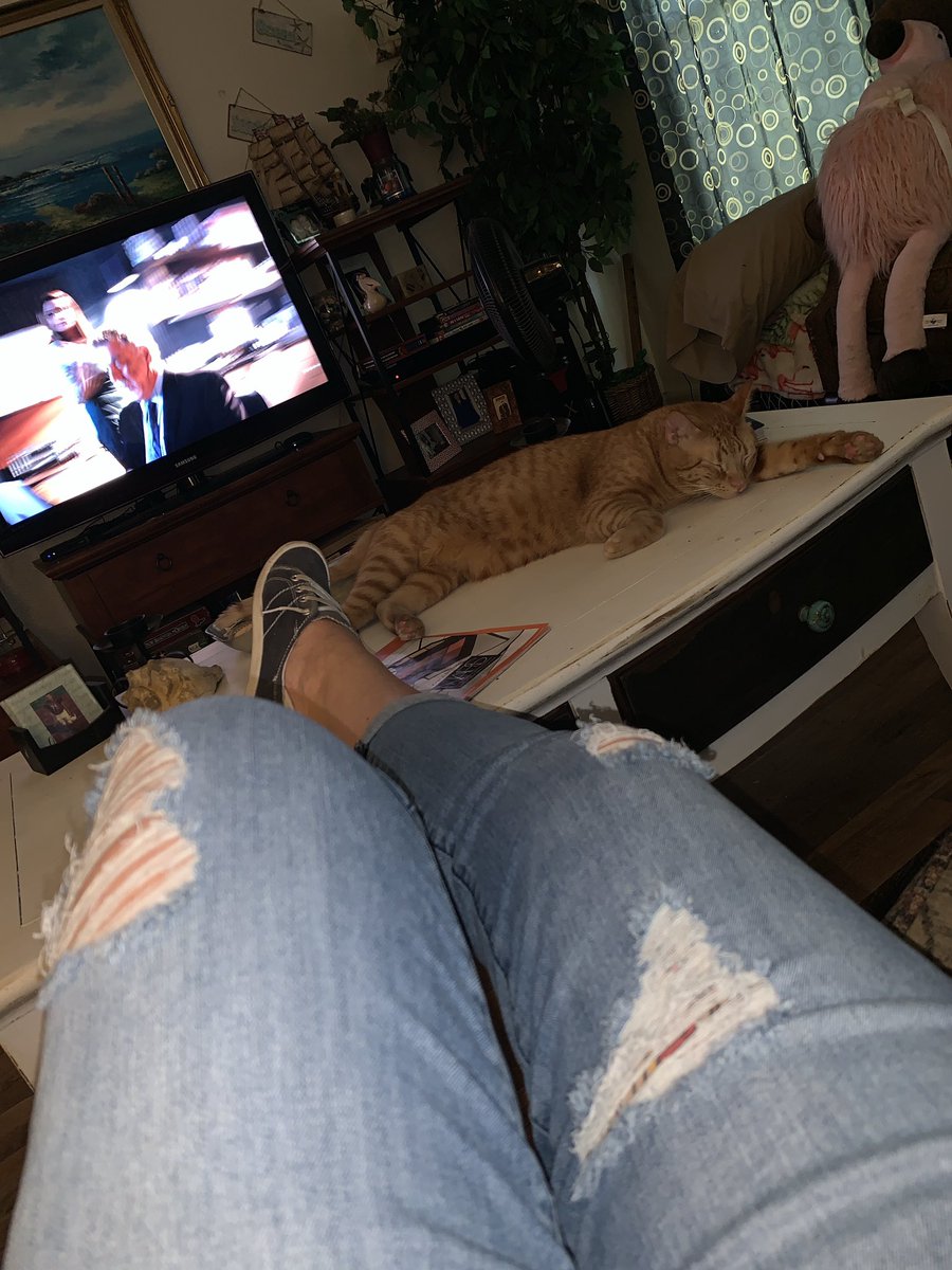 teezech's tweet photo. He runs this bitch. #20poundcat #coffeetablecat https://t.co/BU2fweW1Ni