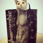 猫が袋に入ってマッチョになった!猫のドヤ顔!