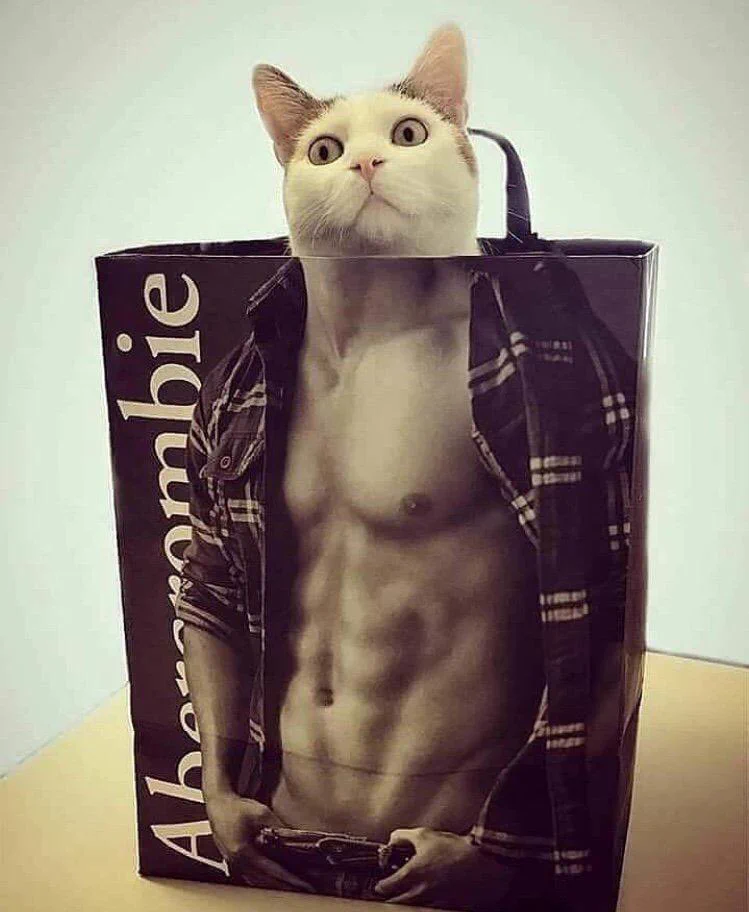 猫が袋に入ってマッチョになった!猫のドヤ顔www