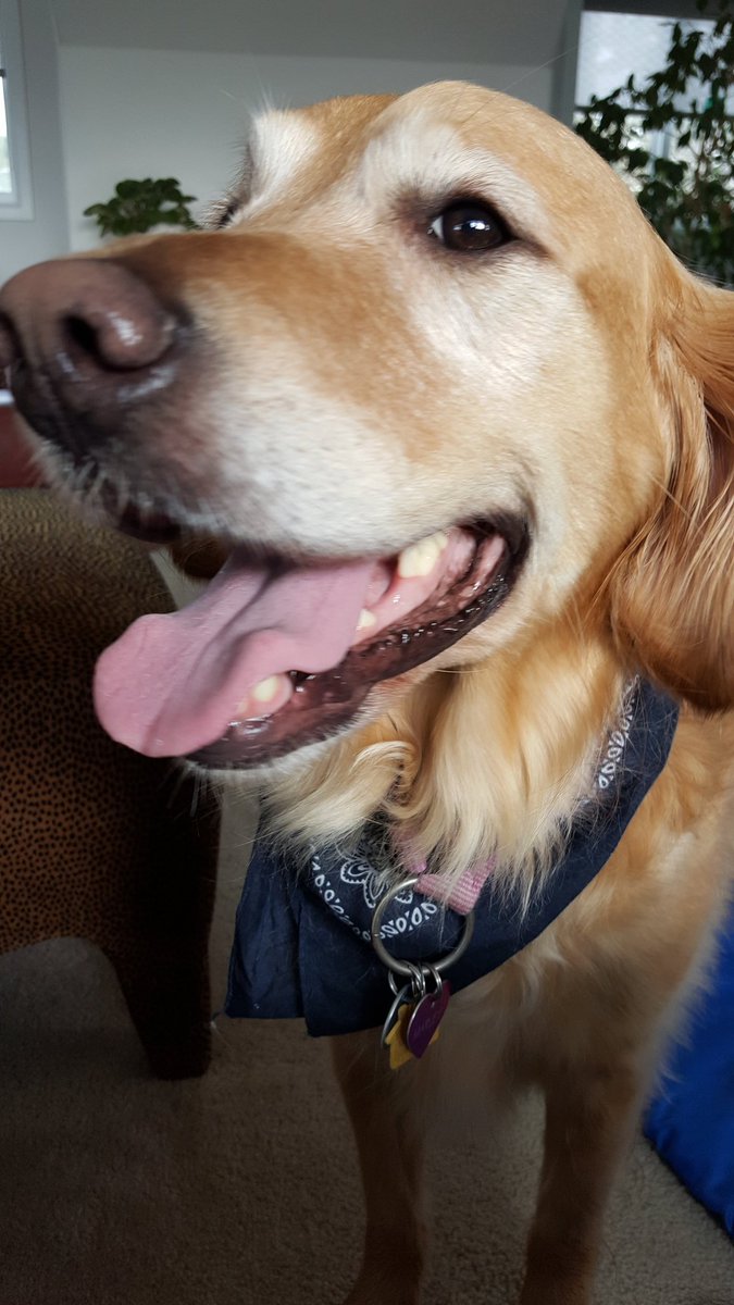NancyPettit's tweet photo. Granddoggo Marley visiting the Grandparents #faveday #TongueOutTuesday https://t.co/VW6WW6v3UV