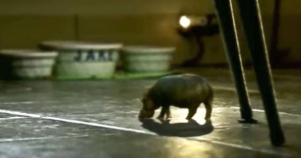 rinnamonroll_'s tweet photo. @BrotherNature dont forget about the tinniest hippos the house hippos https://t.co/qvRzaAnIbR