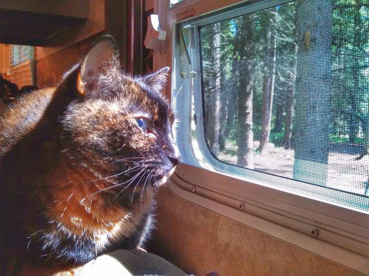 albertabounder's tweet image. .@best_cuteness Our cat Shadow loves to go camping.