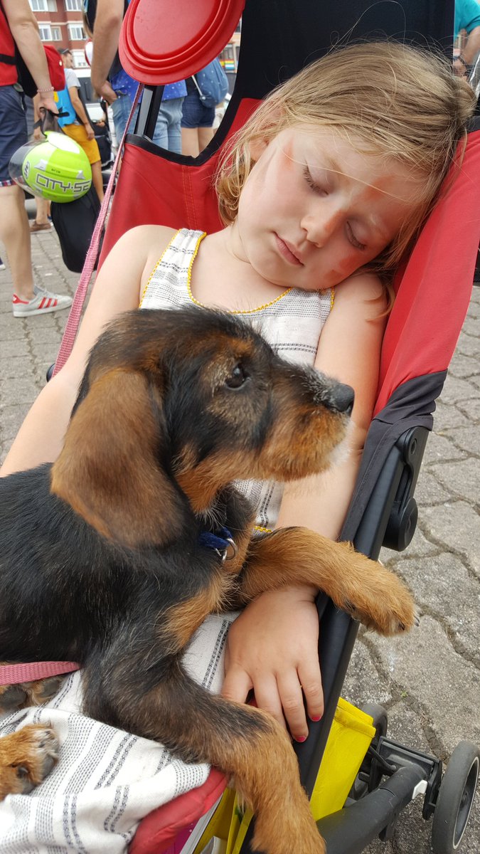 Furgoteta's tweet photo. Este es nuestro primer furgoneteo con perro. Naneta es la nueva tripulante de nuestra furgo, y por ahora lo está disfrutando tanto como nosotros. #enfurgomolamas #Dog #Naneta https://t.co/RsiAIzi6AF