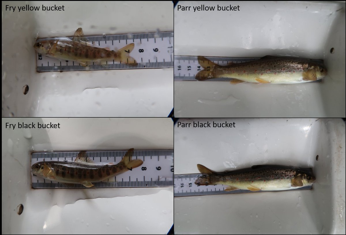 rhodri_gethin's tweet photo. #salmon fry/parr after being moved from a yellow to a black bucket (i.e. light environment into a dark env) 🐟
Amazing how much they can change #colour based on their surroundings, helping to #comouflage across variable river substrates.
@NatResWales
#atlanticsalmon #salmosalar https://t.co/8P9gVAN4Tm